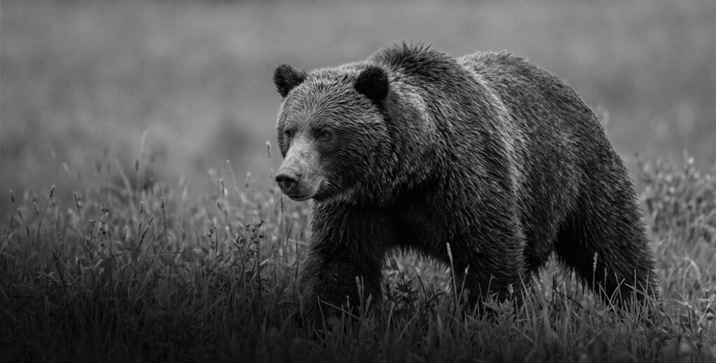 wildlife-safety-training